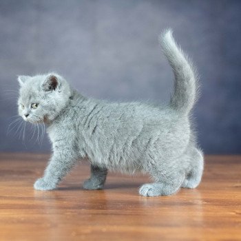 chaton British Shorthair blue ZANDER HIGHMORE Chatterie Le Domaine de Phyr chaton British Shorthair blue ZANDER HIGHMORE Chatterie Le Domaine de Phyr