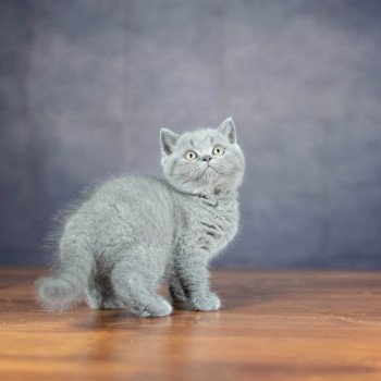 chaton British Shorthair blue ZANDER HIGHMORE Chatterie Le Domaine de Phyr chaton British Shorthair blue ZANDER HIGHMORE Chatterie Le Domaine de Phyr