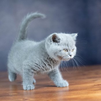 chaton British Shorthair blue ZANDER HIGHMORE Chatterie Le Domaine de Phyr chaton British Shorthair blue ZANDER HIGHMORE Chatterie Le Domaine de Phyr