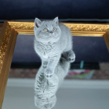 chaton British Shorthair blue ZANDER HIGHMORE Chatterie Le Domaine de Phyr chaton British Shorthair blue ZANDER HIGHMORE Chatterie Le Domaine de Phyr