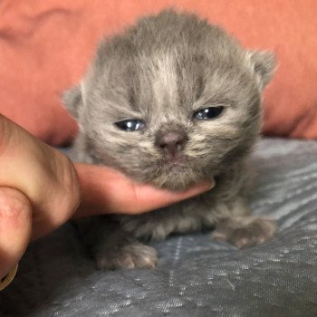 chaton British Shorthair blue ZANDER HIGHMORE Chatterie Le Domaine de Phyr chaton British Shorthair blue ZANDER HIGHMORE Chatterie Le Domaine de Phyr