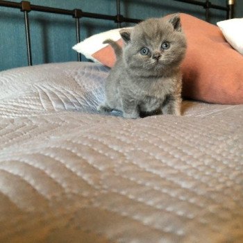 chaton British Shorthair blue ZANDER HIGHMORE Chatterie Le Domaine de Phyr chaton British Shorthair blue ZANDER HIGHMORE Chatterie Le Domaine de Phyr