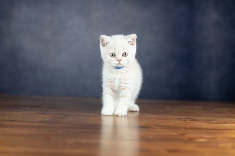 VARIOSO STORM Du Domaine de Phyr Mâle British Shorthair
