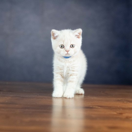 VARIOSO STORM Du Domaine de Phyr Mâle British Shorthair