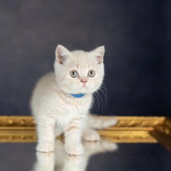chaton British Shorthair VARIOSO STORM Chatterie Le Domaine de Phyr