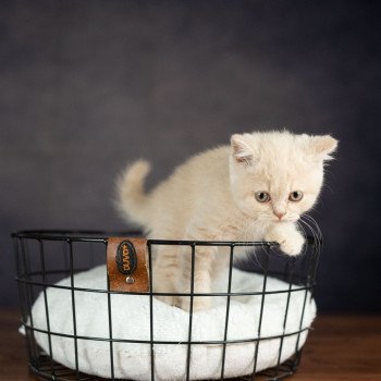 chaton British Shorthair VARIOSO STORM Chatterie Le Domaine de Phyr