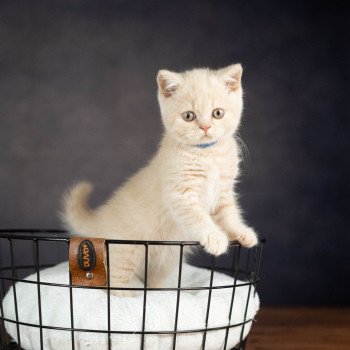 chaton British Shorthair VARIOSO STORM Chatterie Le Domaine de Phyr