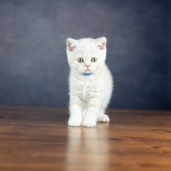 chaton British Shorthair VARIOSO STORM Chatterie Le Domaine de Phyr