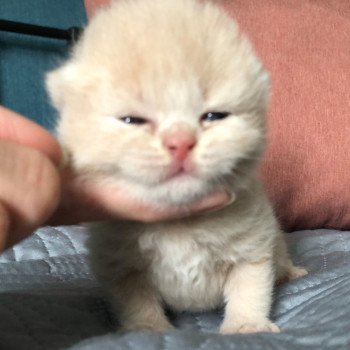 chaton British Shorthair VARIOSO STORM Chatterie Le Domaine de Phyr