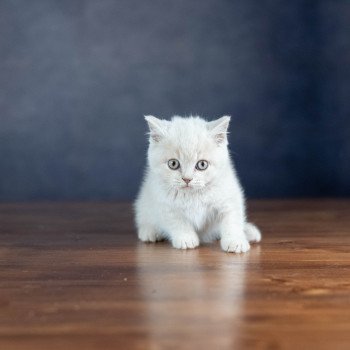 chaton British Shorthair cream ZELIG GRIM Chatterie Le Domaine de Phyr chaton British Shorthair cream ZELIG GRIM Chatterie Le Domaine de Phyr