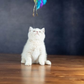 chaton British Shorthair cream ZELIG GRIM Chatterie Le Domaine de Phyr chaton British Shorthair cream ZELIG GRIM Chatterie Le Domaine de Phyr