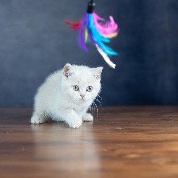 chaton British Shorthair cream ZELIG GRIM Chatterie Le Domaine de Phyr chaton British Shorthair cream ZELIG GRIM Chatterie Le Domaine de Phyr