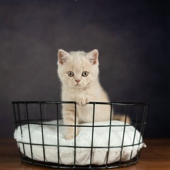 chaton British Shorthair cream ZELIG GRIM Chatterie Le Domaine de Phyr chaton British Shorthair cream ZELIG GRIM Chatterie Le Domaine de Phyr