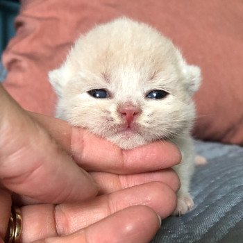 chaton British Shorthair cream ZELIG GRIM Chatterie Le Domaine de Phyr chaton British Shorthair cream ZELIG GRIM Chatterie Le Domaine de Phyr