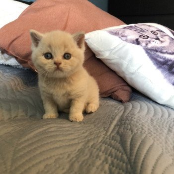 chaton British Shorthair cream ZELIG GRIM Chatterie Le Domaine de Phyr chaton British Shorthair cream ZELIG GRIM Chatterie Le Domaine de Phyr