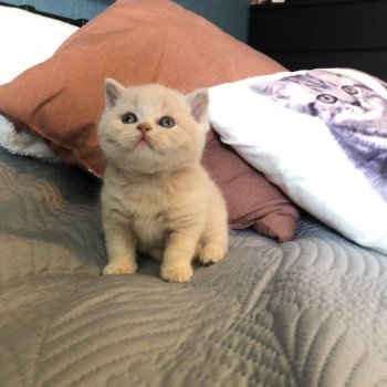 chaton British Shorthair cream ZELIG GRIM Chatterie Le Domaine de Phyr chaton British Shorthair cream ZELIG GRIM Chatterie Le Domaine de Phyr