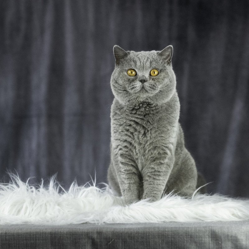 TRESOR Mâle British Shorthair TRESOR Mâle British Shorthair