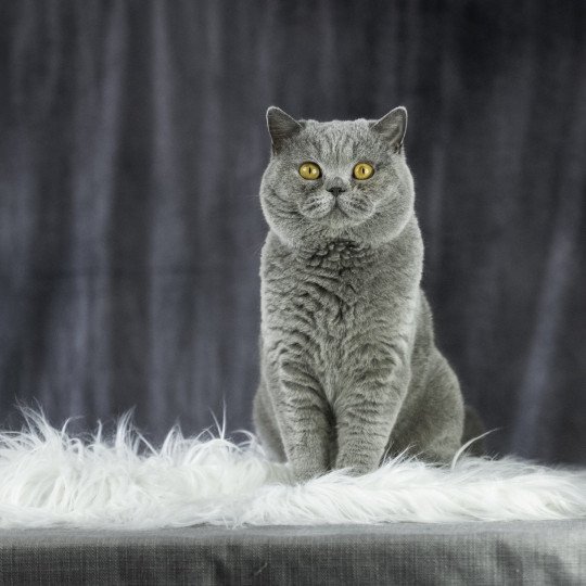 TRESOR Mâle British Shorthair