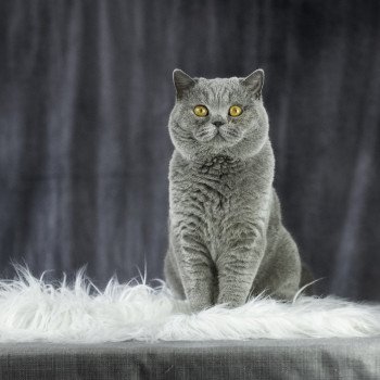 chat British Shorthair blue ELIS FARM TRESOR Chatterie Le Domaine de Phyr chat British Shorthair blue ELIS FARM TRESOR Chatterie Le Domaine de Phyr
