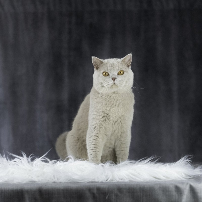 JOHNNY Mâle British Shorthair JOHNNY Mâle British Shorthair