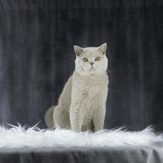 JOHNNY Mâle British Shorthair