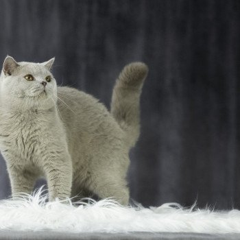 chat British Shorthair lilac JOHNNY Chatterie Le Domaine de Phyr chat British Shorthair lilac JOHNNY Chatterie Le Domaine de Phyr