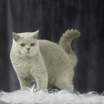 chat British Shorthair lilac JOHNNY Chatterie Le Domaine de Phyr chat British Shorthair lilac JOHNNY Chatterie Le Domaine de Phyr