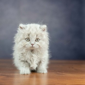 chaton British Shorthair lilac WIZARD KNOTLEY Chatterie Le Domaine de Phyr chaton British Shorthair lilac WIZARD KNOTLEY Chatterie Le Domaine de Phyr