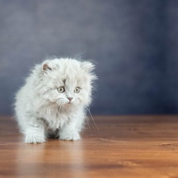 chaton British Shorthair lilac WIZARD KNOTLEY Chatterie Le Domaine de Phyr chaton British Shorthair lilac WIZARD KNOTLEY Chatterie Le Domaine de Phyr