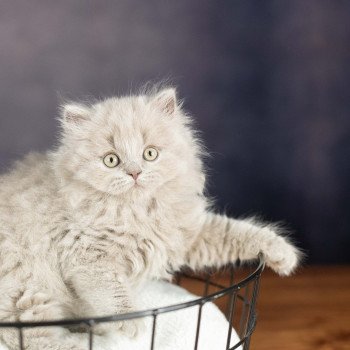 chaton British Shorthair lilac WIZARD KNOTLEY Chatterie Le Domaine de Phyr chaton British Shorthair lilac WIZARD KNOTLEY Chatterie Le Domaine de Phyr