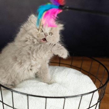 chaton British Shorthair lilac WIZARD KNOTLEY Chatterie Le Domaine de Phyr chaton British Shorthair lilac WIZARD KNOTLEY Chatterie Le Domaine de Phyr