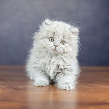 chaton British Shorthair lilac WIZARD KNOTLEY Chatterie Le Domaine de Phyr chaton British Shorthair lilac WIZARD KNOTLEY Chatterie Le Domaine de Phyr