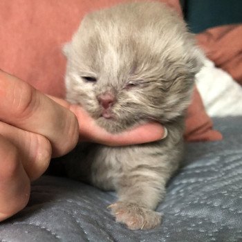 chaton British Shorthair lilac WIZARD KNOTLEY Chatterie Le Domaine de Phyr chaton British Shorthair lilac WIZARD KNOTLEY Chatterie Le Domaine de Phyr