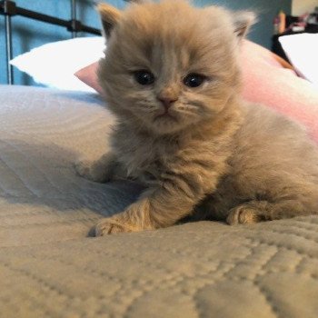 chaton British Shorthair lilac WIZARD KNOTLEY Chatterie Le Domaine de Phyr chaton British Shorthair lilac WIZARD KNOTLEY Chatterie Le Domaine de Phyr