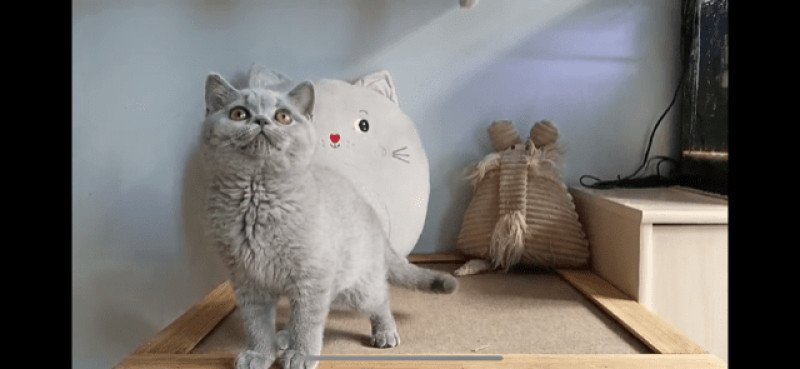 ROSALIE Femelle British Shorthair ROSALIE Femelle British Shorthair
