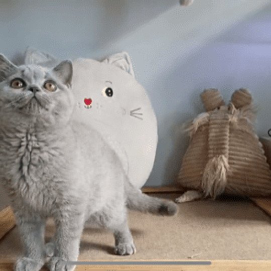 ROSALIE Femelle British Shorthair