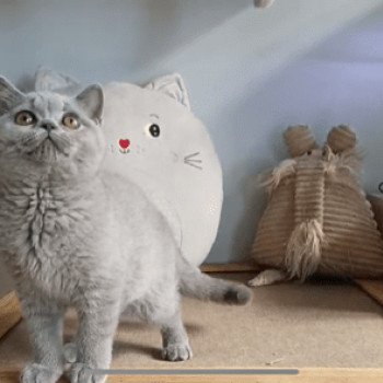 chat British Shorthair blue ROSALIE Chatterie Le Domaine de Phyr chat British Shorthair blue ROSALIE Chatterie Le Domaine de Phyr