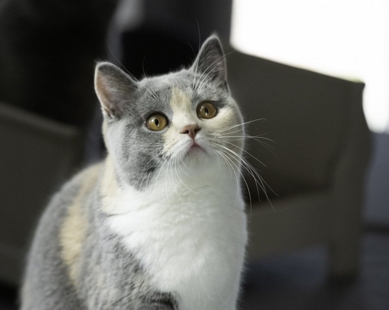 Tingel Bells Du Domaine de Phyr Femelle British Shorthair