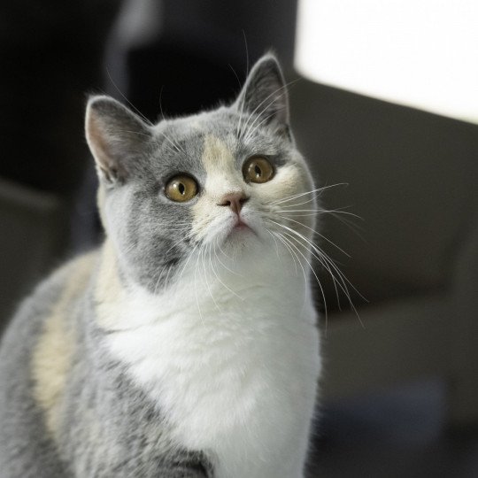 Tingel Bells Du Domaine de Phyr Femelle British Shorthair