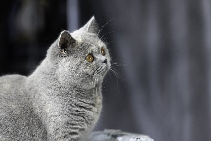 Twinkel Du Domaine de Phyr Femelle British Shorthair Twinkel Du Domaine de Phyr Femelle British Shorthair
