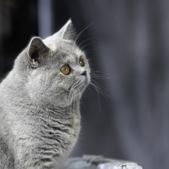 Twinkel Du Domaine de Phyr Femelle British Shorthair