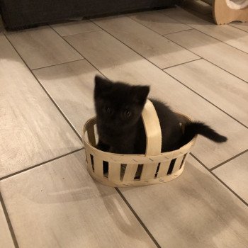 chaton British Shorthair black U'GARANCE Chatterie Le Domaine de Phyr chaton British Shorthair black U'GARANCE Chatterie Le Domaine de Phyr