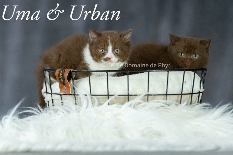 UMA Du Domaine de Phyr Femelle British Shorthair