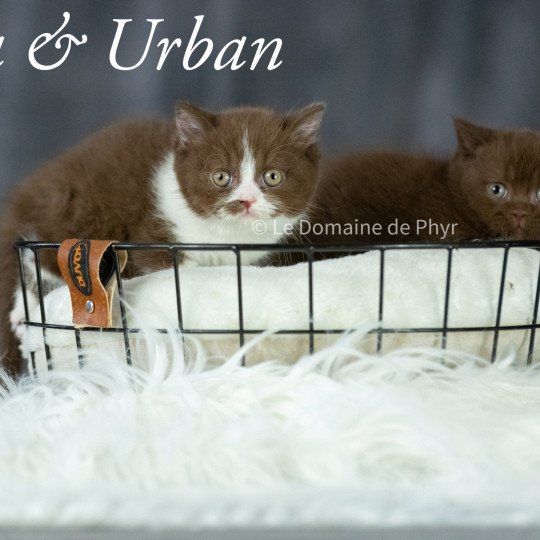 UMA Du Domaine de Phyr Femelle British Shorthair