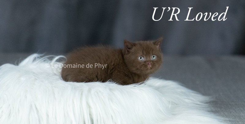 U'R LOVED Du Domaine de Phyr Femelle British Shorthair