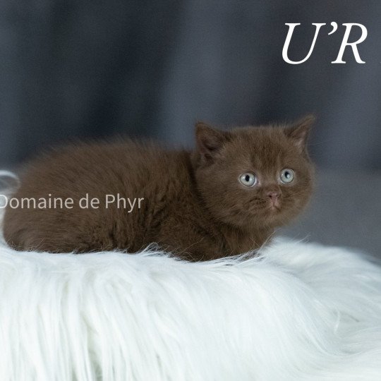 U'R LOVED Du Domaine de Phyr Femelle British Shorthair
