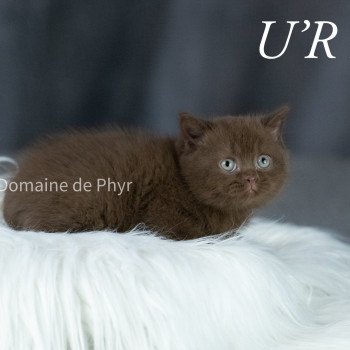 chaton British Shorthair chocolate U'R LOVED Chatterie Le Domaine de Phyr