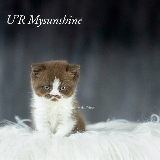 U'R MYSUNSHINE Du Domaine de Phyr Femelle British Shorthair
