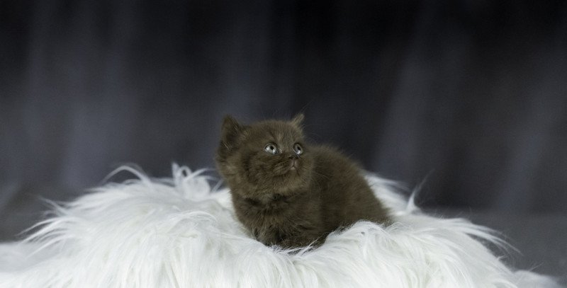 U'R SMART Du Domaine de Phyr Mâle British Shorthair