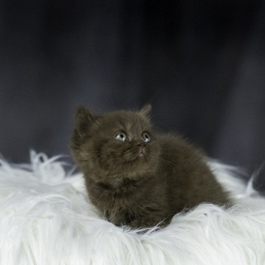 U'R SMART Du Domaine de Phyr Mâle British Shorthair